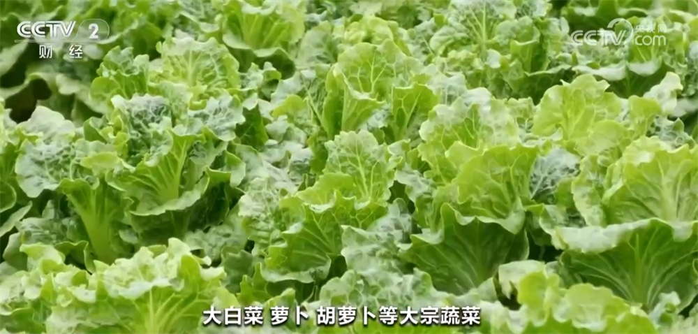 居民“菜篮子”货足价稳 能够有效保障元旦、春节等重要节点供应 居民“菜篮子”货足价稳 能够有效保障元旦、春节等重要节点供应