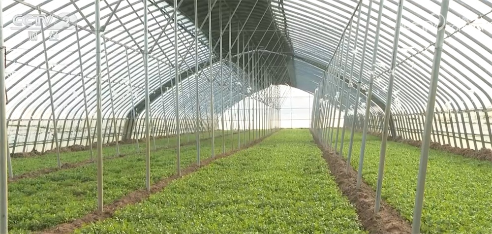 居民“菜篮子”货足价稳 能够有效保障元旦、春节等重要节点供应 居民“菜篮子”货足价稳 能够有效保障元旦、春节等重要节点供应