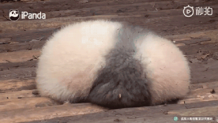 超可爱！来自圆滚滚大熊猫的新年祝福