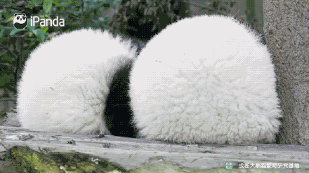 超可爱！来自圆滚滚大熊猫的新年祝福