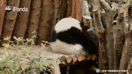 超可爱！来自圆滚滚大熊猫的新年祝福