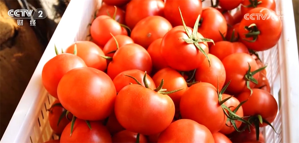 居民“菜篮子”货足价稳 能够有效保障元旦、春节等重要节点供应 居民“菜篮子”货足价稳 能够有效保障元旦、春节等重要节点供应