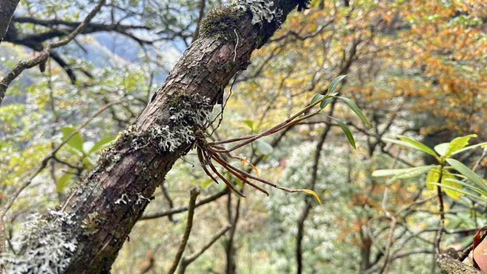 大熊猫老家发现新物种 大熊猫老家发现新物种