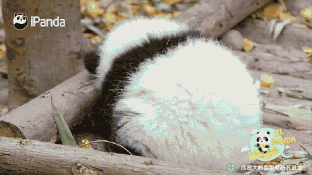 超可爱！来自圆滚滚大熊猫的新年祝福
