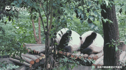超可爱！来自圆滚滚大熊猫的新年祝福