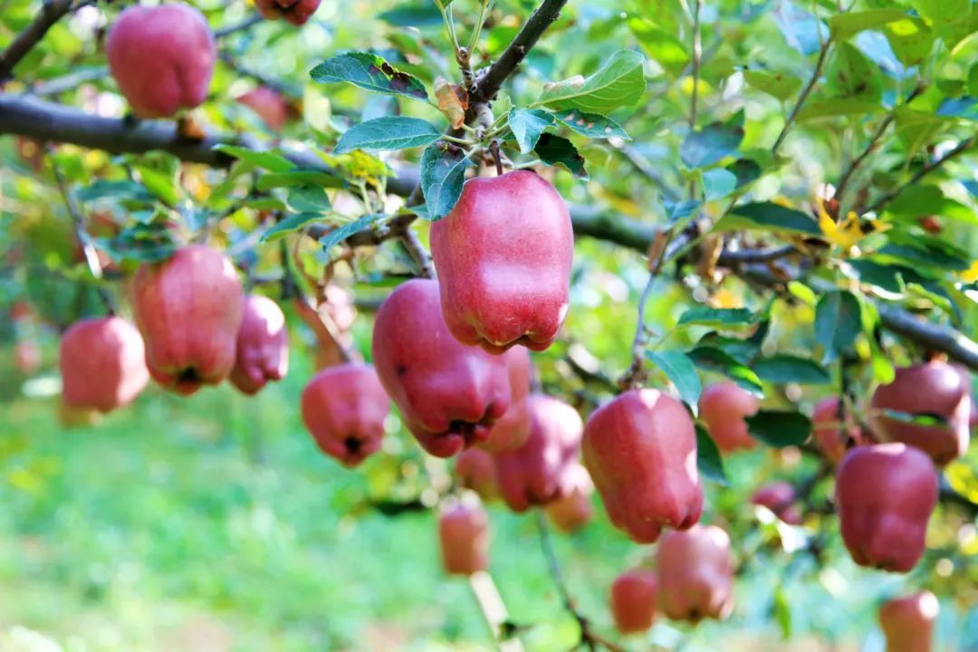 从撂荒坡到“花果山”，花牛何以“牛”