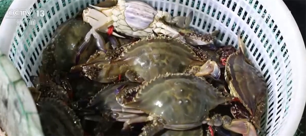 新年尝“鲜” 2025年第一波海鲜上市丰富消费市场