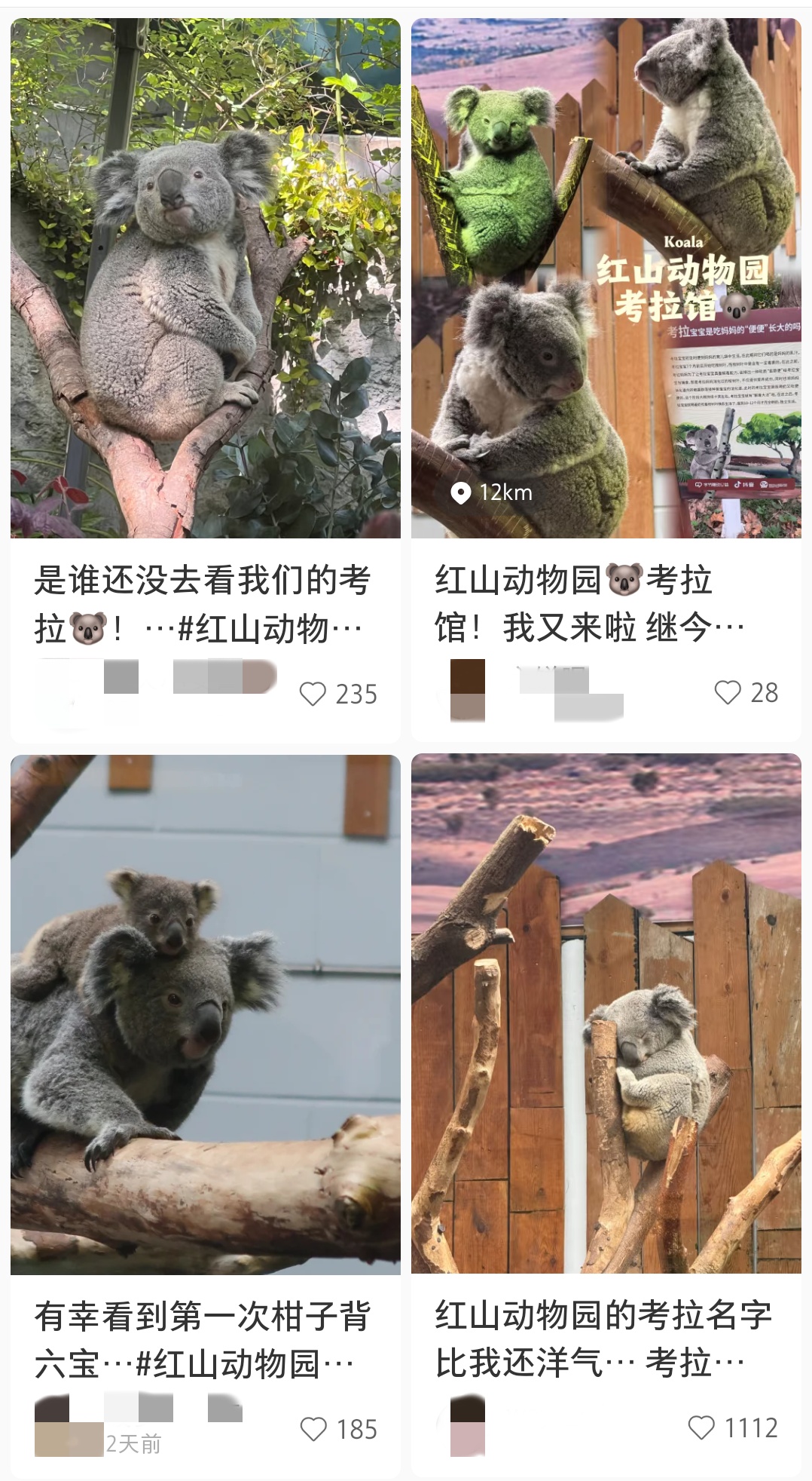 红山动物园：“六公主”要取名字了