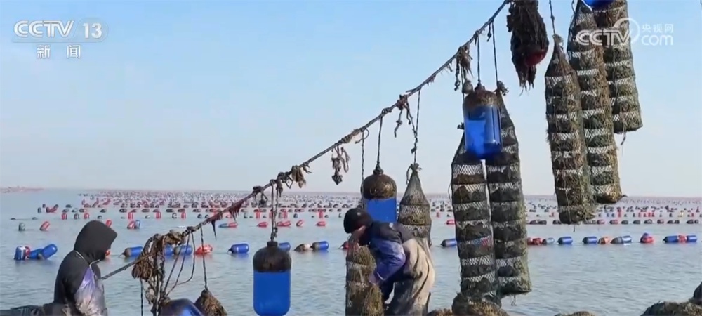 新年尝“鲜” 2025年第一波海鲜上市丰富消费市场