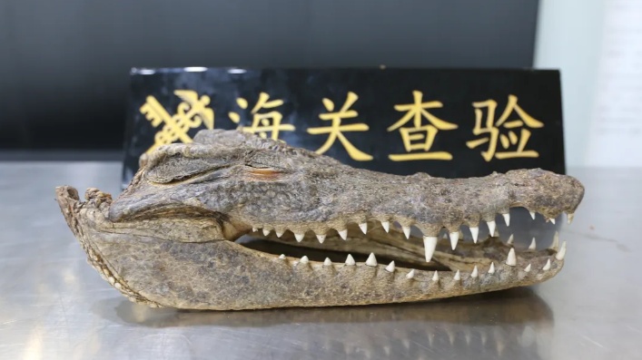 旅客违规携带鳄鱼头入境，南京海关：暂不予放行