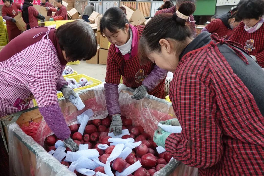 从撂荒坡到“花果山”，花牛何以“牛”