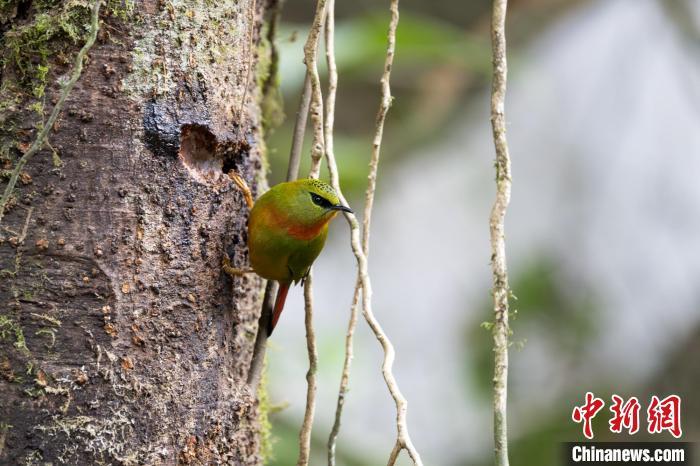西藏墨脱举办首届自然观察活动 记录到超1000种物种 西藏墨脱举办首届自然观察活动 记录到超1000种物种