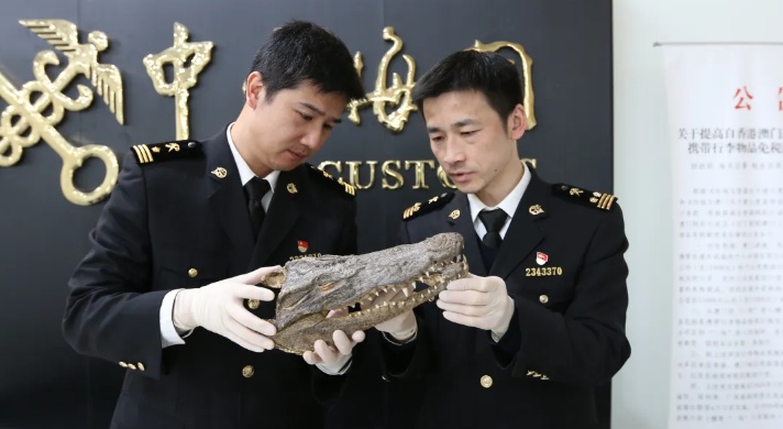旅客违规携带鳄鱼头入境，南京海关：暂不予放行