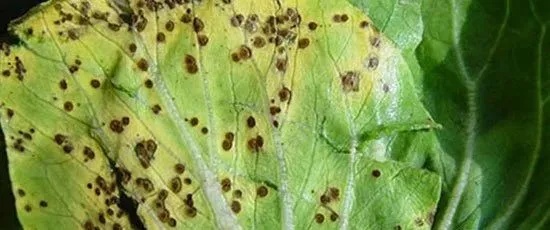 买到的大白菜上有黑点？还能吃吗？