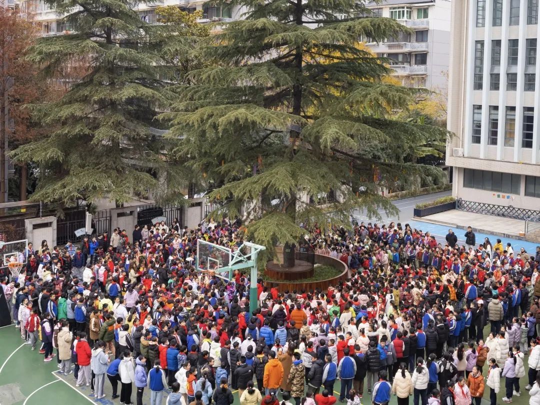 学校给松鼠搭了一座“桥”?这个新年礼物,绝了! 学校给松鼠搭了一座“桥”?这个新年礼物,绝了!