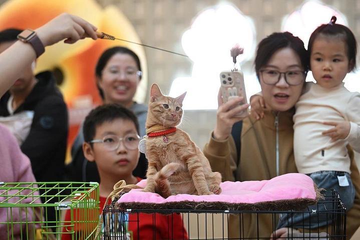 “0元购”后猫财两空！起底“免费领养”背后的“猫贷”套路