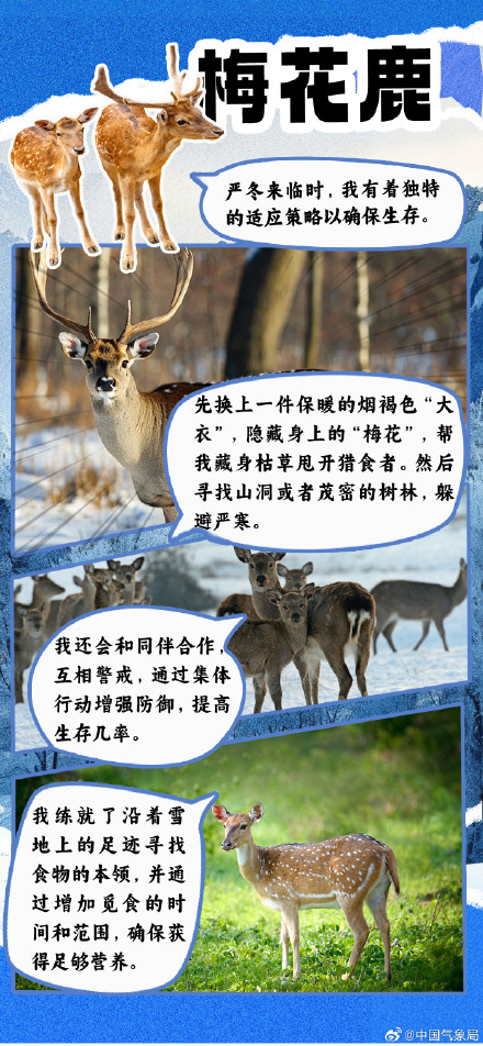 冷空气又又又来了 但它们究竟如何扛过寒冷冬季？