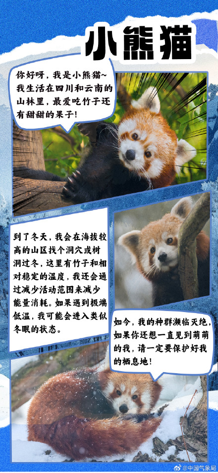 冷空气又又又来了 但它们究竟如何扛过寒冷冬季？