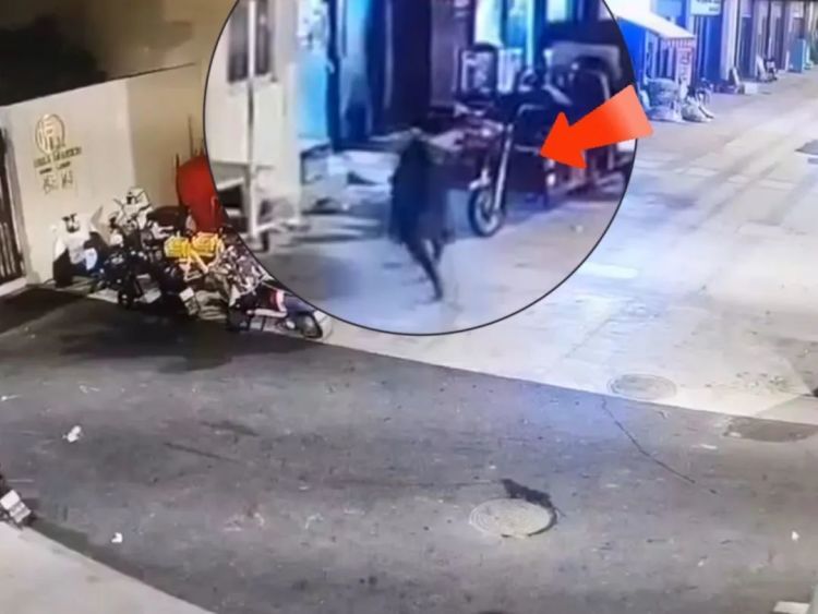 太惊险！事发武汉，野猪凌晨攻击店铺卷闸门