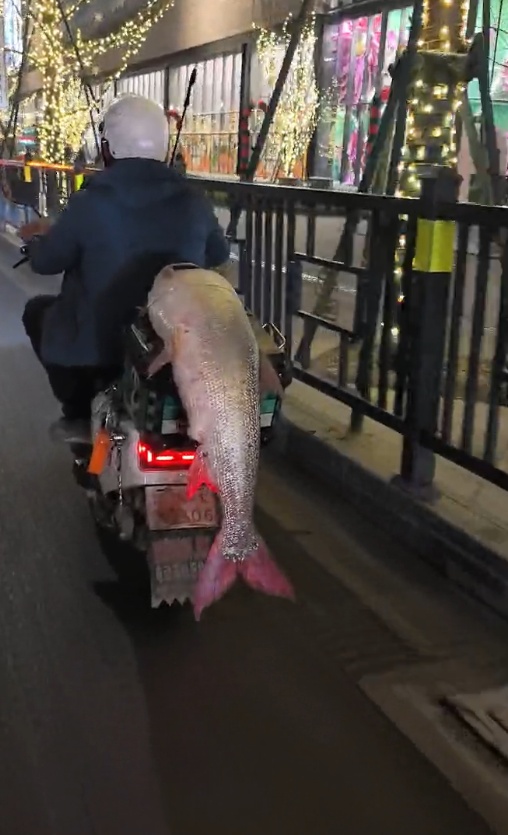 男子钓到半人高的鱼,寒风中绕城5小时炫耀!网友评论亮了 男子钓到半人高的鱼,寒风中绕城5小时炫耀!网友评论亮了