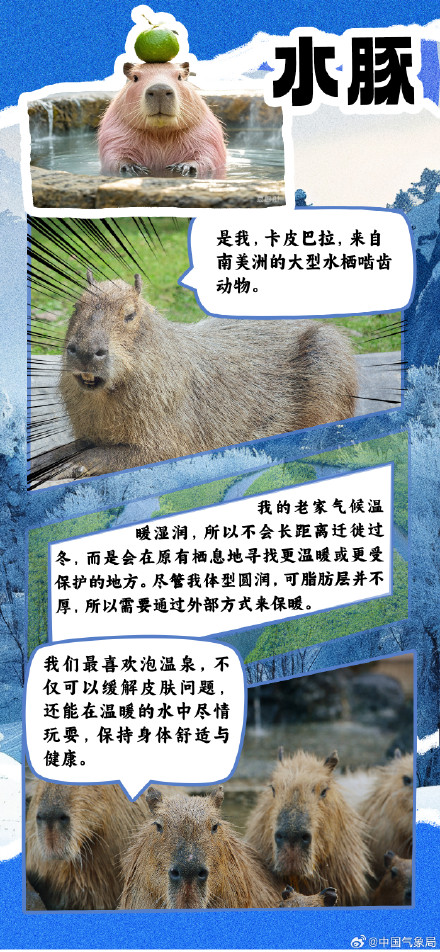 冷空气又又又来了 但它们究竟如何扛过寒冷冬季？