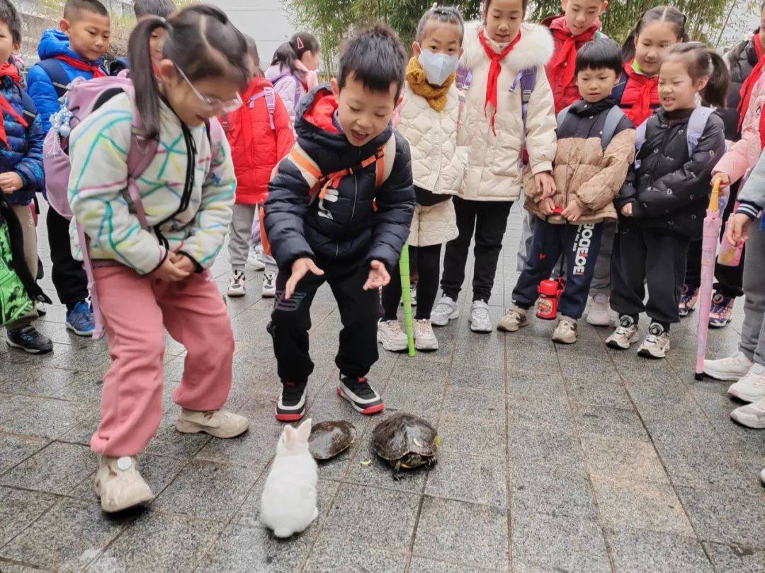 学校给松鼠搭了一座“桥”?这个新年礼物,绝了! 学校给松鼠搭了一座“桥”?这个新年礼物,绝了!