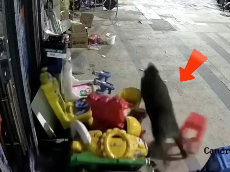 太惊险！事发武汉，野猪凌晨攻击店铺卷闸门