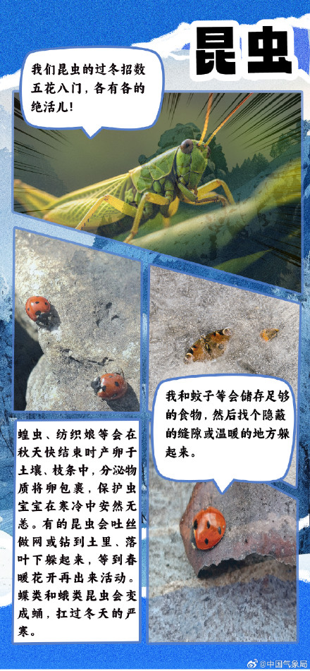 冷空气又又又来了 但它们究竟如何扛过寒冷冬季？