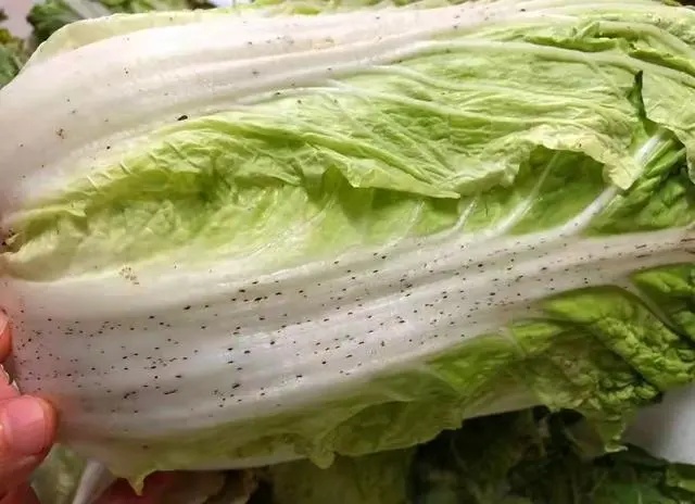 买到的大白菜上有黑点？还能吃吗？