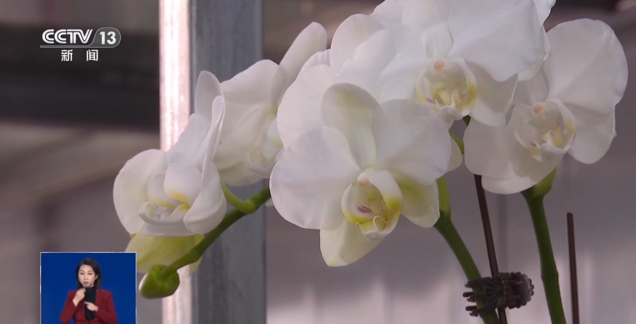 年夜饭外卖 飘香枣糕 外焦里嫩干煸鱼 多地开启“春节档” 年夜饭外卖 飘香枣糕 外焦里嫩干煸鱼 多地开启“春节档”