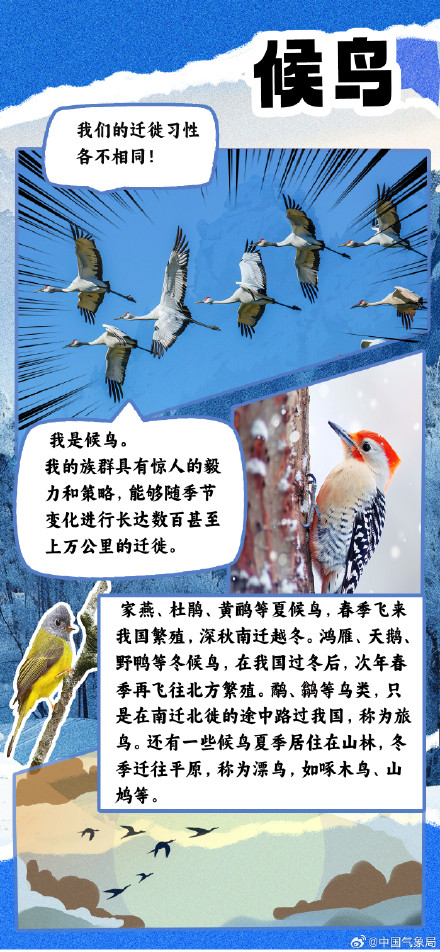 冷空气又又又来了 但它们究竟如何扛过寒冷冬季？