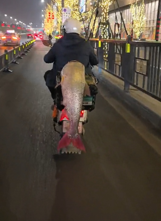 男子钓到半人高的鱼,寒风中绕城5小时炫耀!网友评论亮了 男子钓到半人高的鱼,寒风中绕城5小时炫耀!网友评论亮了