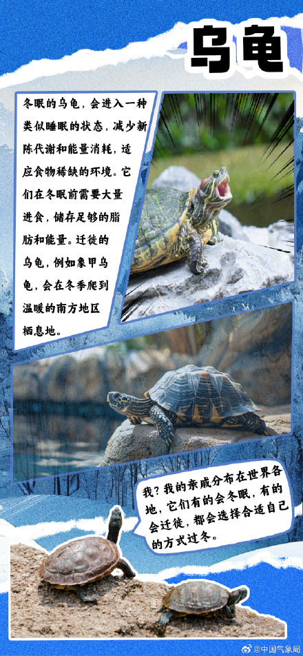 冷空气又又又来了 但它们究竟如何扛过寒冷冬季？