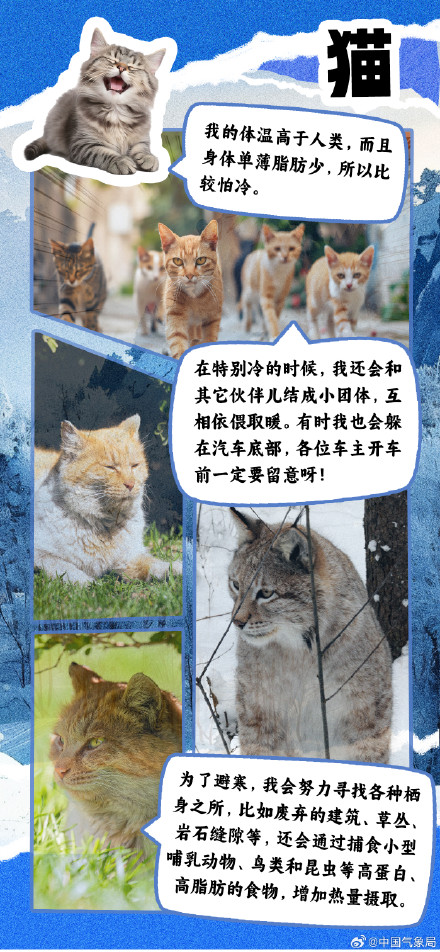 冷空气又又又来了 但它们究竟如何扛过寒冷冬季？