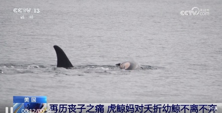 一周的缘分,无尽的守候!宝宝尸体腐烂,妈妈仍不舍放手 一周的缘分,无尽的守候!宝宝尸体腐烂,妈妈仍不舍放手