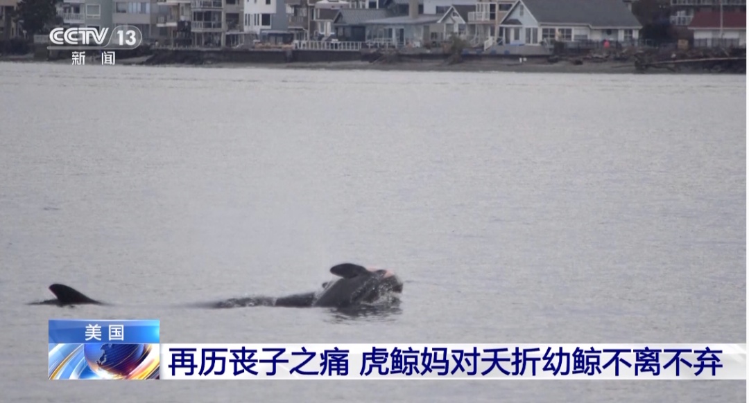 再历丧子之痛，虎鲸妈妈对夭折幼鲸不离不弃！近7年前曾顶着幼鲸尸体游了17天