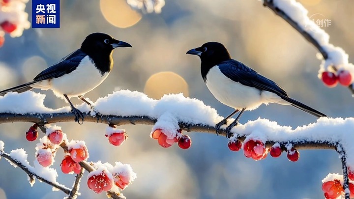明日小寒：隆冬岁寒 静蓄年禧
