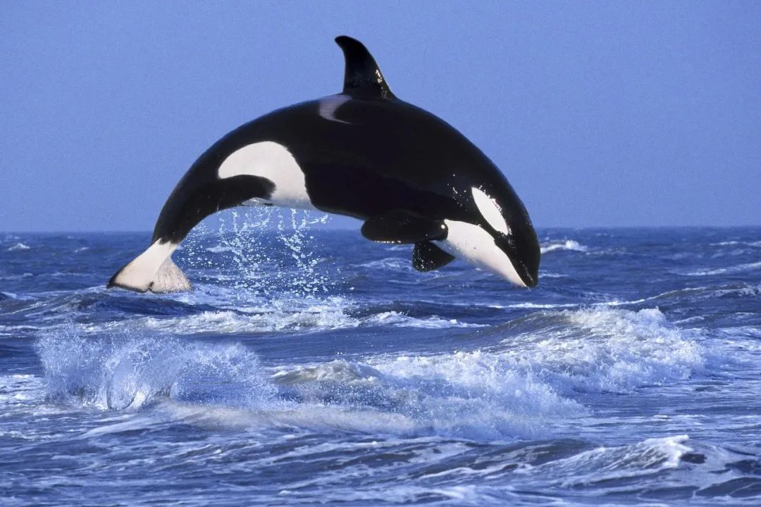 一周的缘分,无尽的守候!宝宝尸体腐烂,妈妈仍不舍放手 一周的缘分,无尽的守候!宝宝尸体腐烂,妈妈仍不舍放手