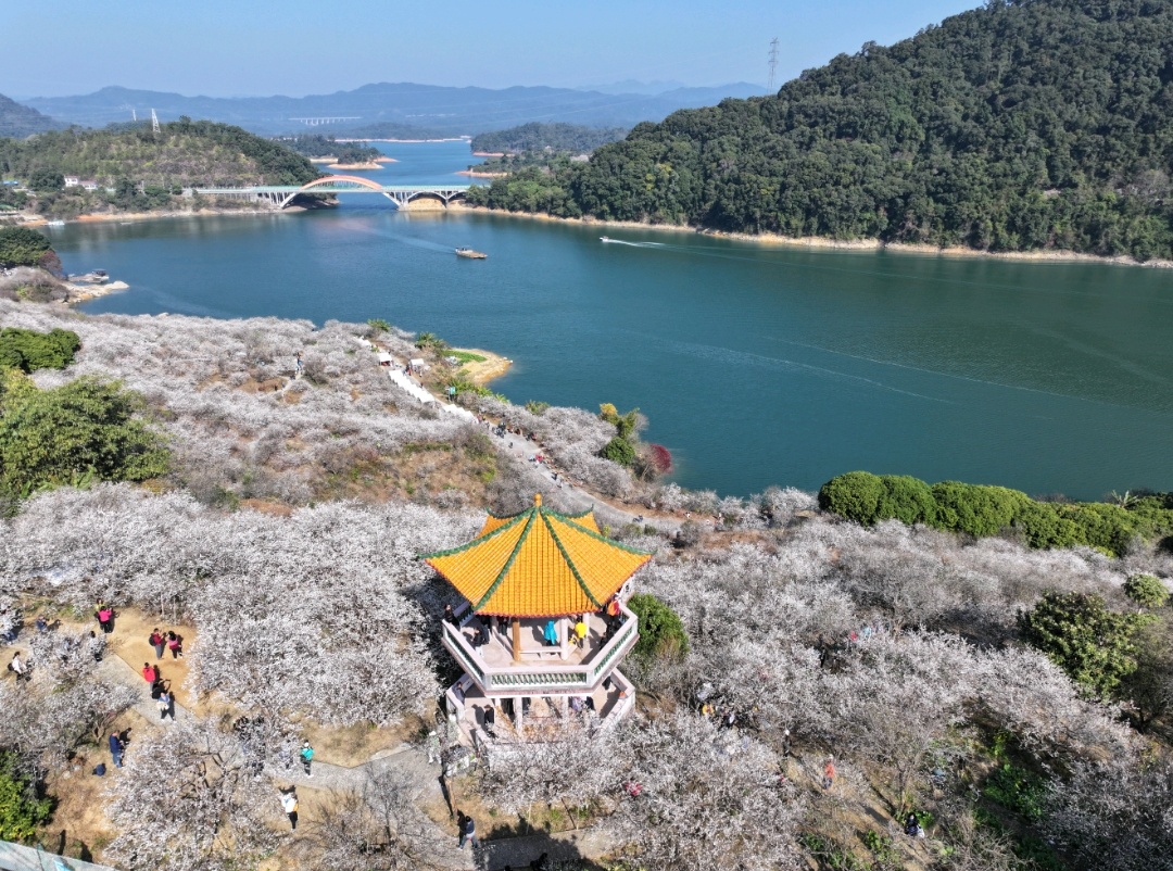 流溪河国家森林公园第二十三届流溪梅花节开幕 流溪河国家森林公园第二十三届流溪梅花节开幕
