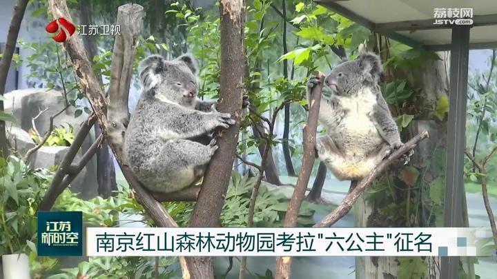 南京红山森林动物园考拉“六公主”征名