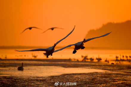 当天鹅湖邂逅橘色晨曦 当天鹅湖邂逅橘色晨曦