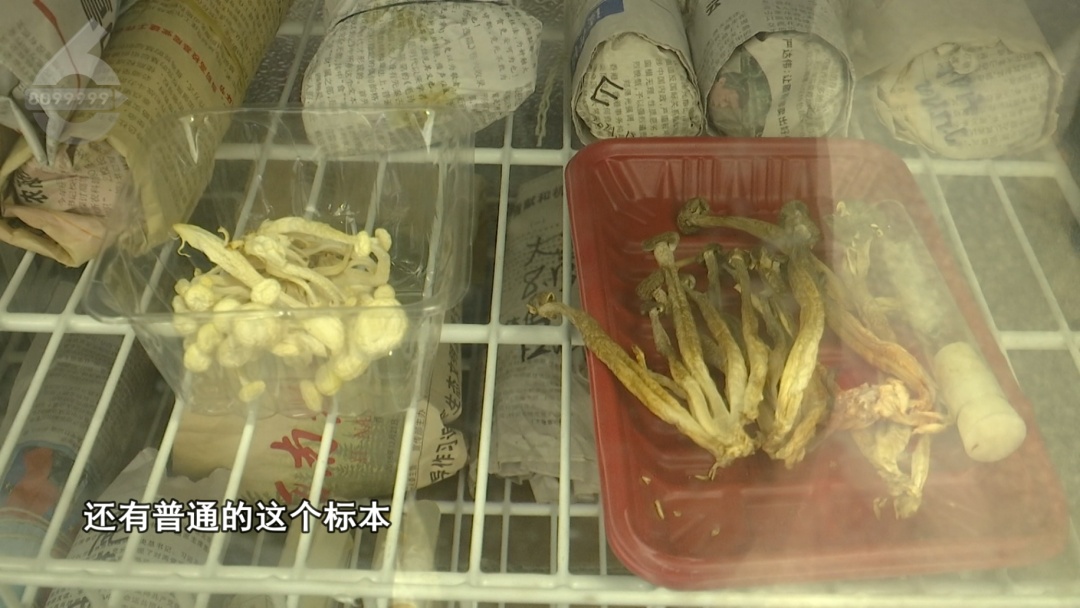 “滇”味十足！云南首个“菌子学院”9月开始招生，真“香”啊