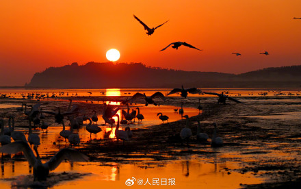 当天鹅湖邂逅橘色晨曦 当天鹅湖邂逅橘色晨曦