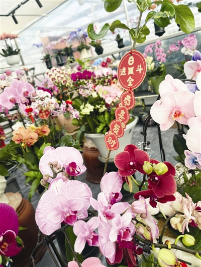 主供天津辐射河北、种类齐全造型多样 热销蝴蝶兰最高价超千元