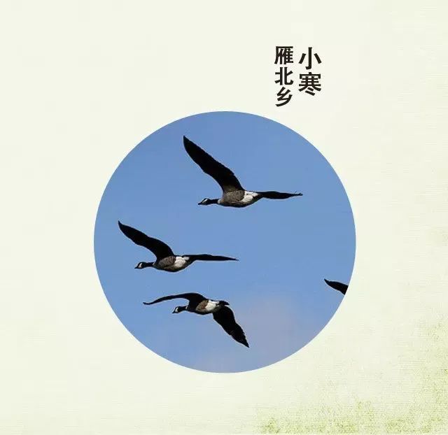 今日小寒丨莫怪严凝切，春冬正月交