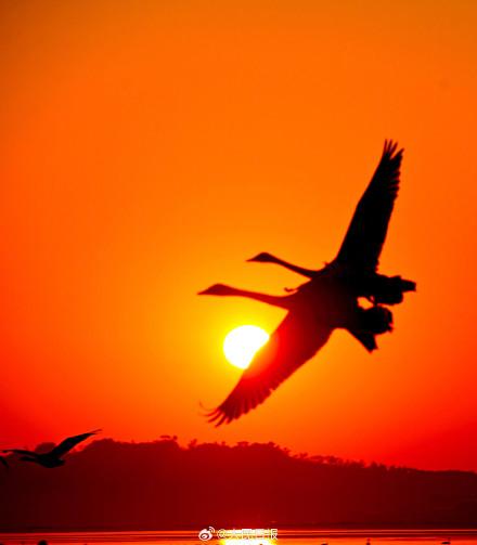 当天鹅湖邂逅橘色晨曦 当天鹅湖邂逅橘色晨曦