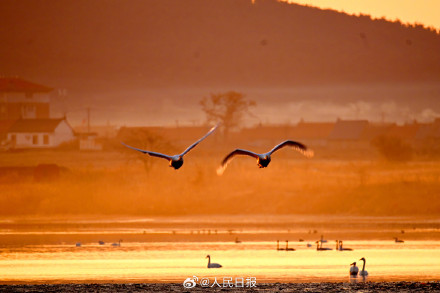当天鹅湖邂逅橘色晨曦 当天鹅湖邂逅橘色晨曦