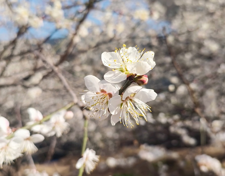 流溪河国家森林公园第二十三届流溪梅花节开幕 流溪河国家森林公园第二十三届流溪梅花节开幕