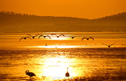 当天鹅湖邂逅橘色晨曦 当天鹅湖邂逅橘色晨曦
