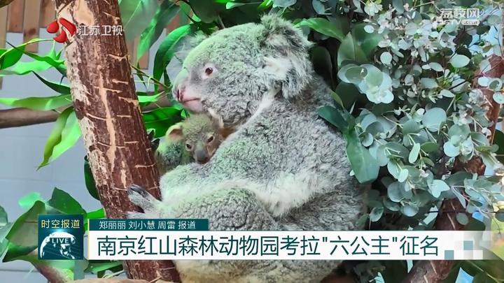 南京红山森林动物园考拉“六公主”征名
